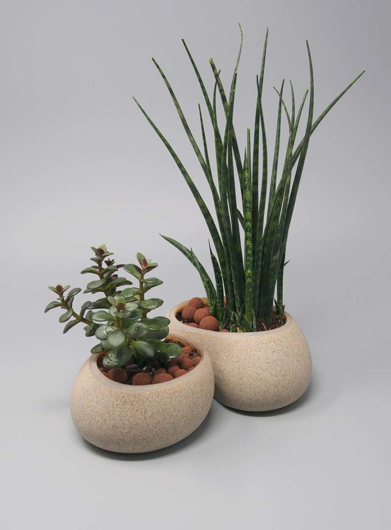 two potted plants