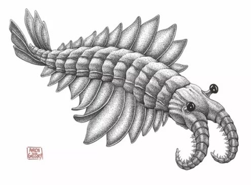 An anomalocaris, ancient creature of the deep