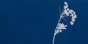 Artwork that shows white flowers against a dark blue background.